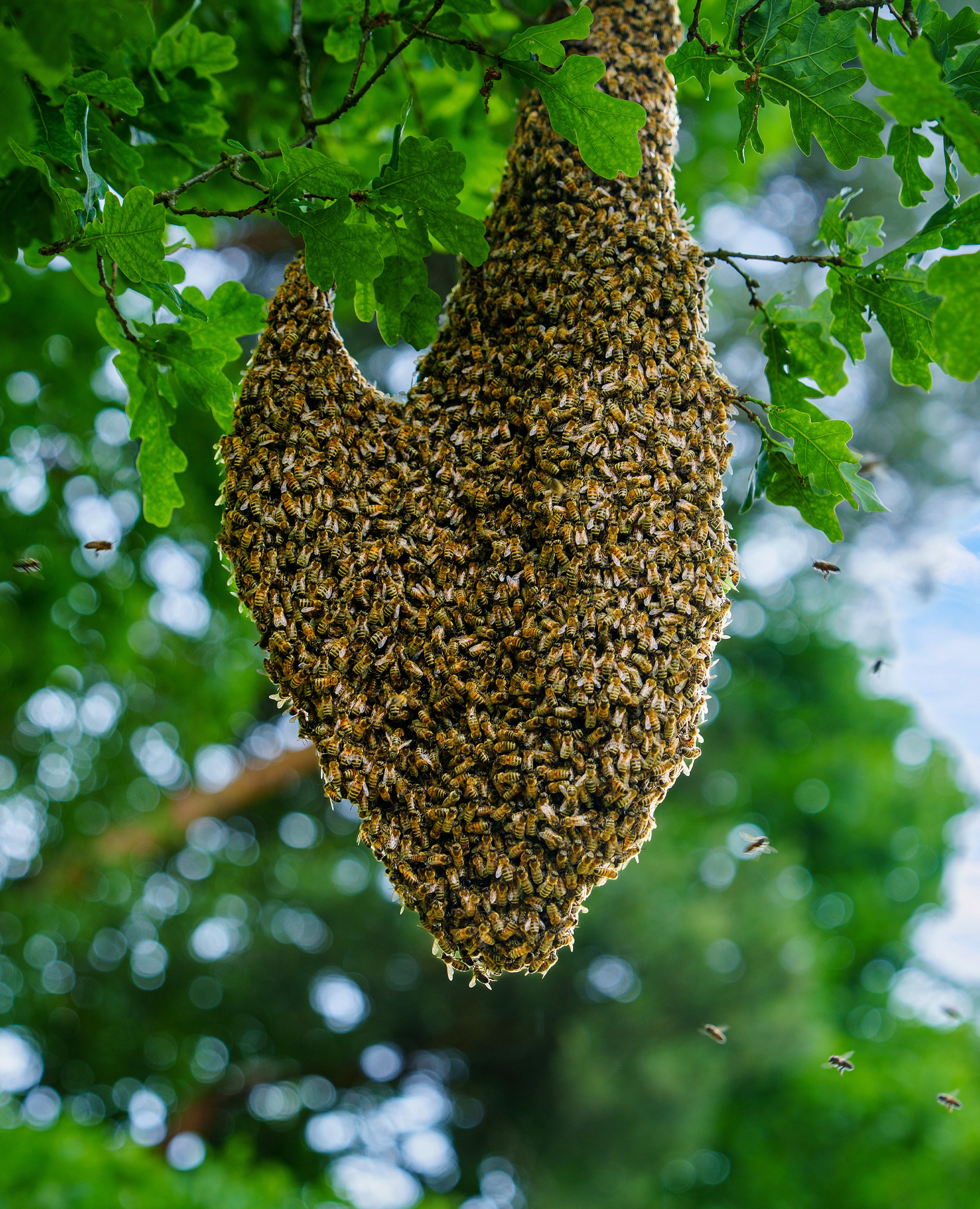 Bee Swarm, Gloucestershire