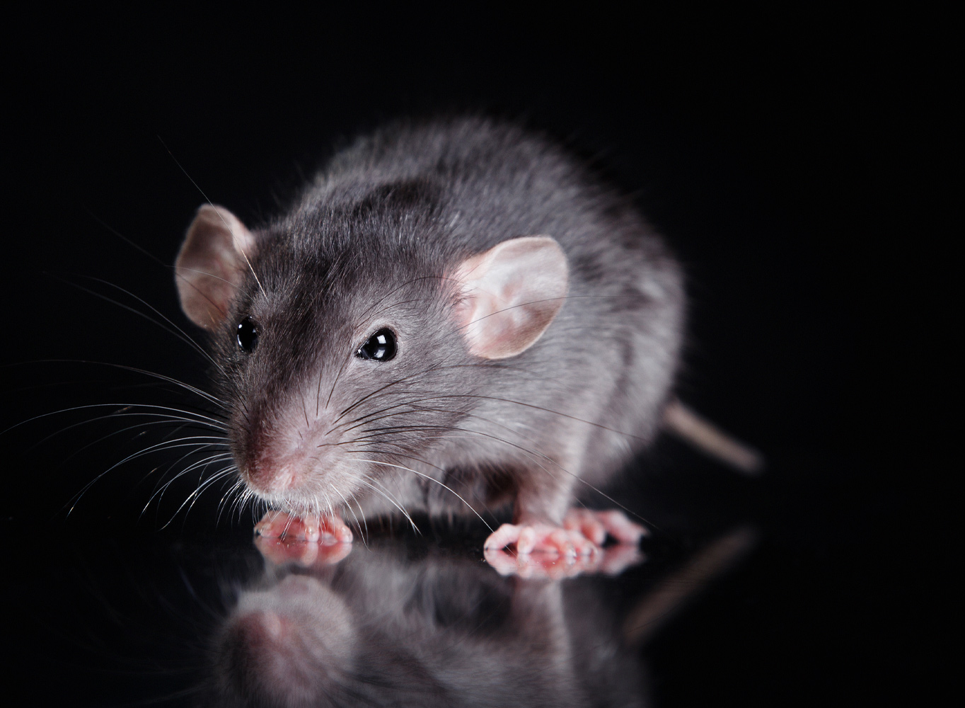 Rat pest control, Gloucestershire