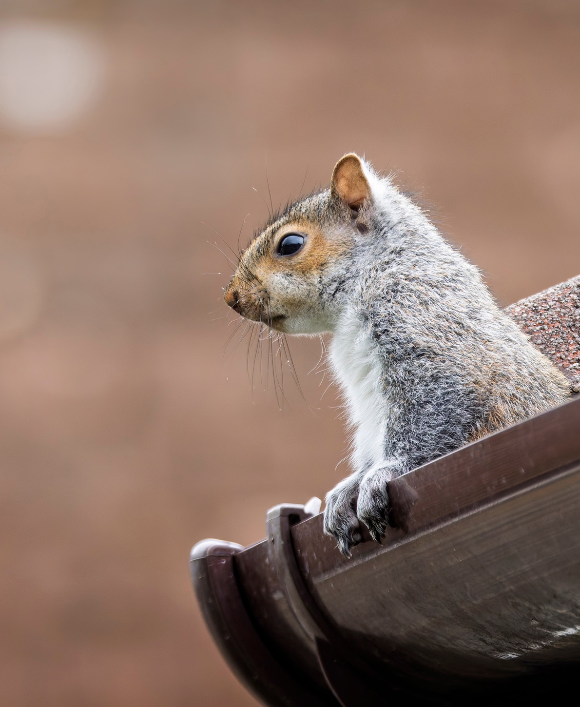 Squirrel pest control, Gloucestershire