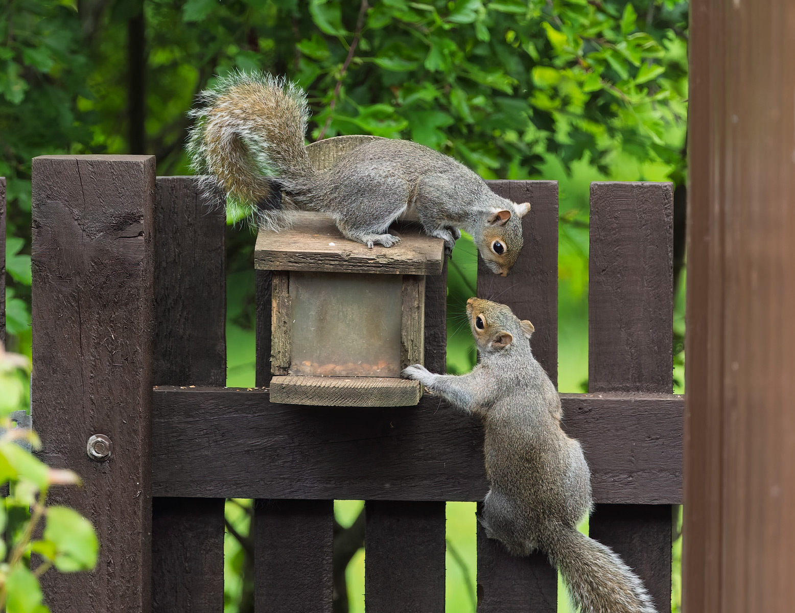 Squirrel pest control, Gloucestershire